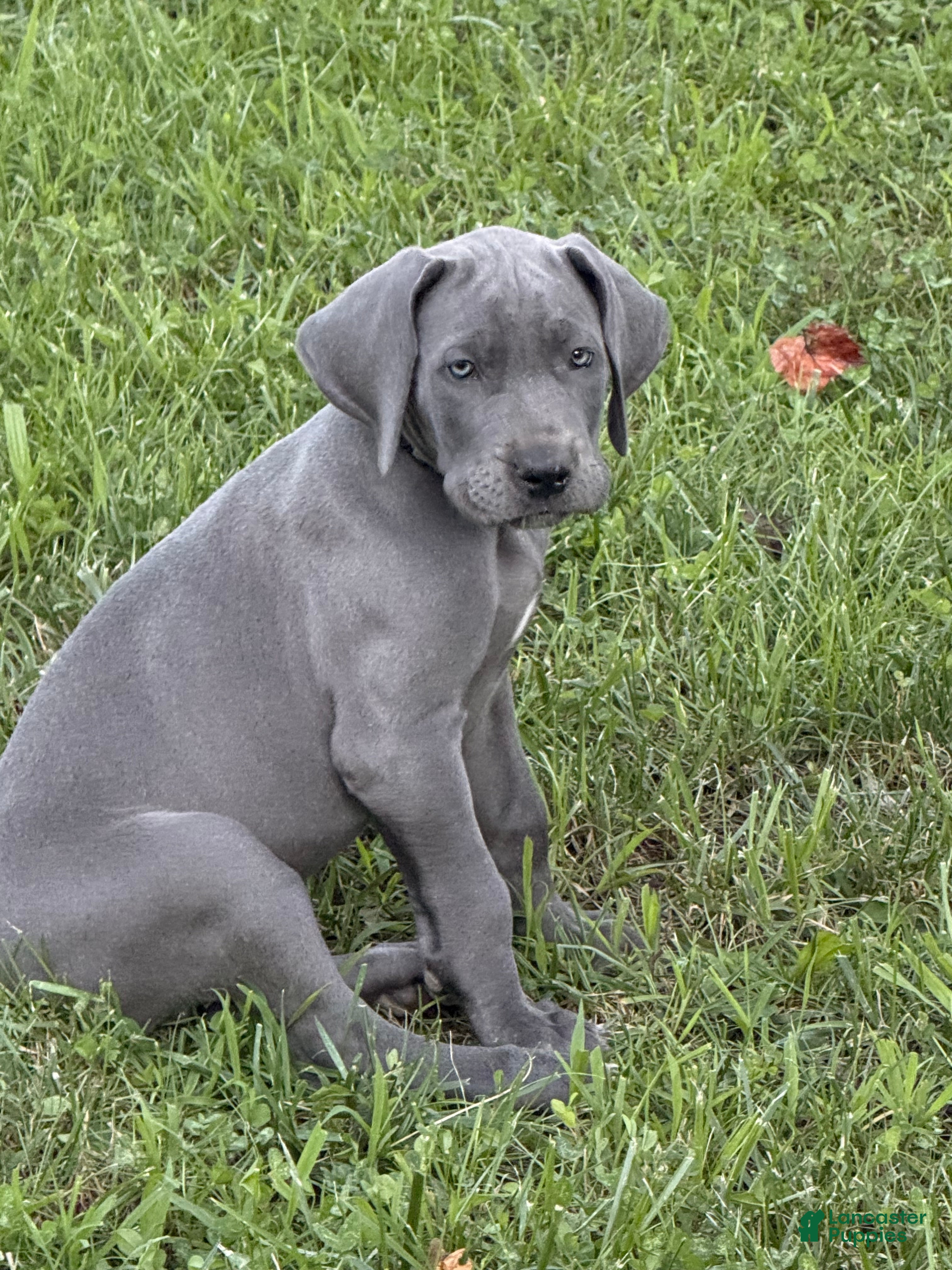 Great Dane dogs Eddie Money - Ad 1