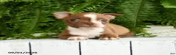 Boston Terrier dogs for sale: Athena - Ad 3