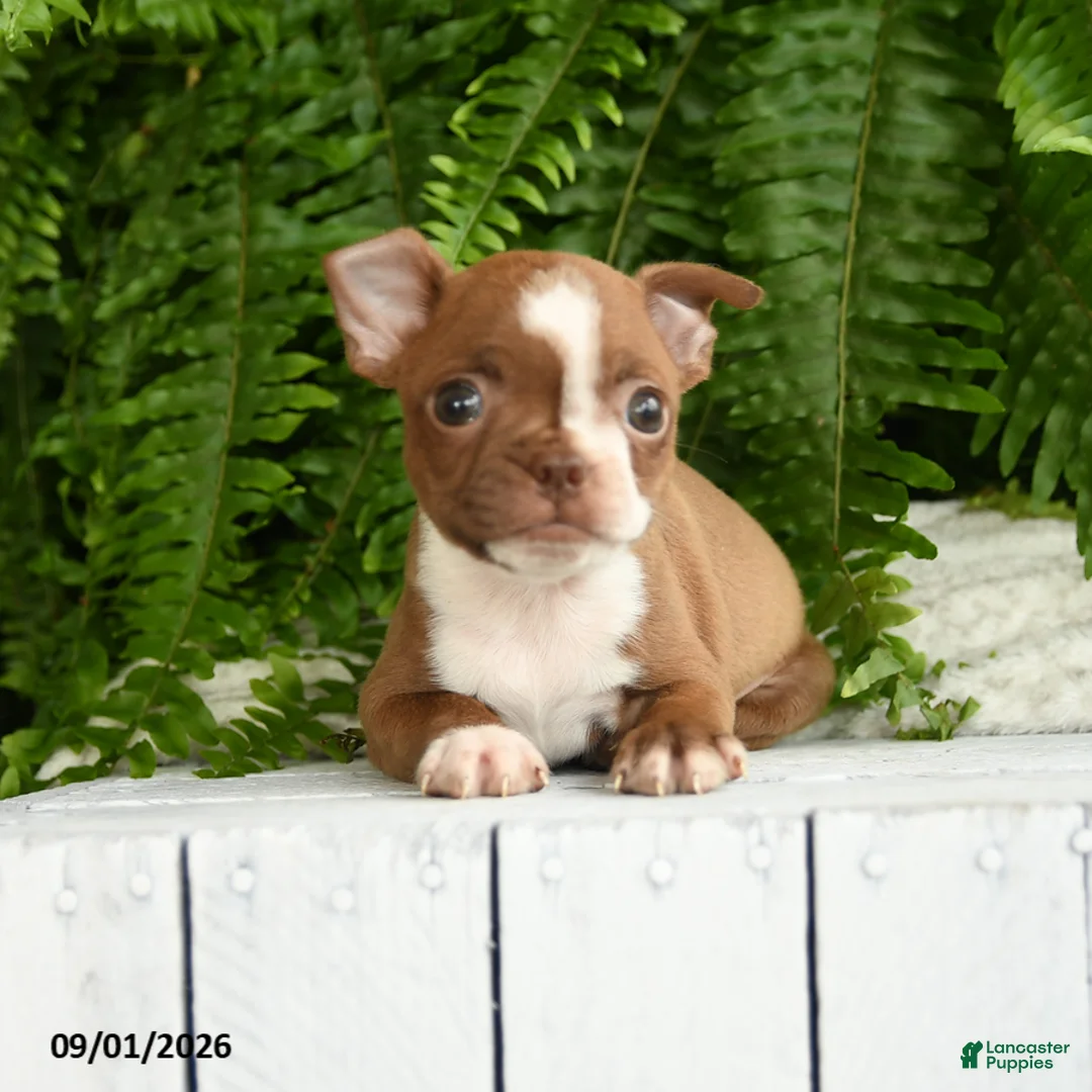 Boston Terrier dogs for sale: Athena - Ad 3