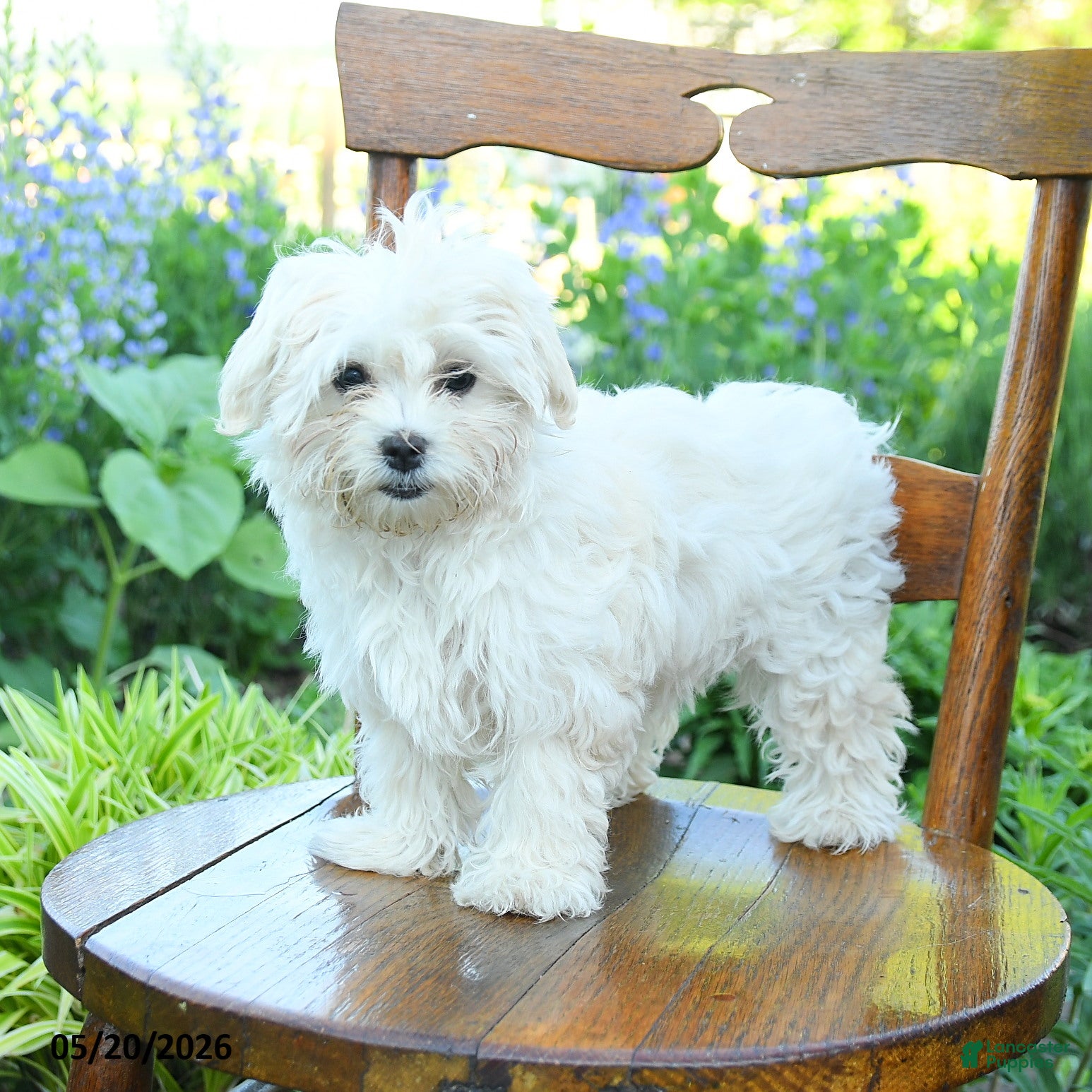Morkie dogs Siesta - Ad 2