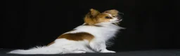 Papillon dogs for sale: Nerf - Ad 37