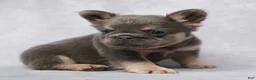 French Bulldog dogs for sale: Caleb - Ad 6