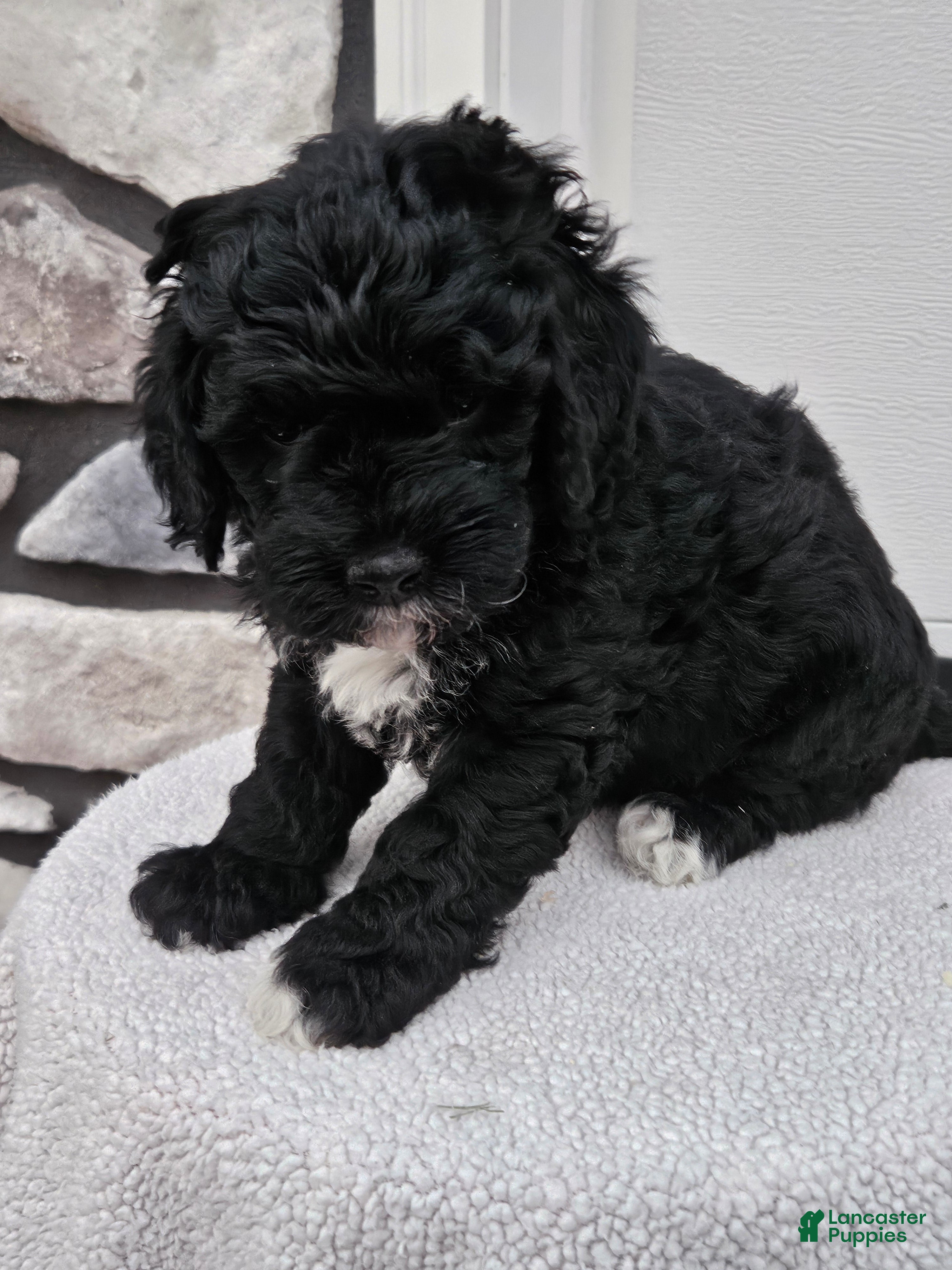 Mini Bernedoodle dogs for sale: Conner - Ad 1
