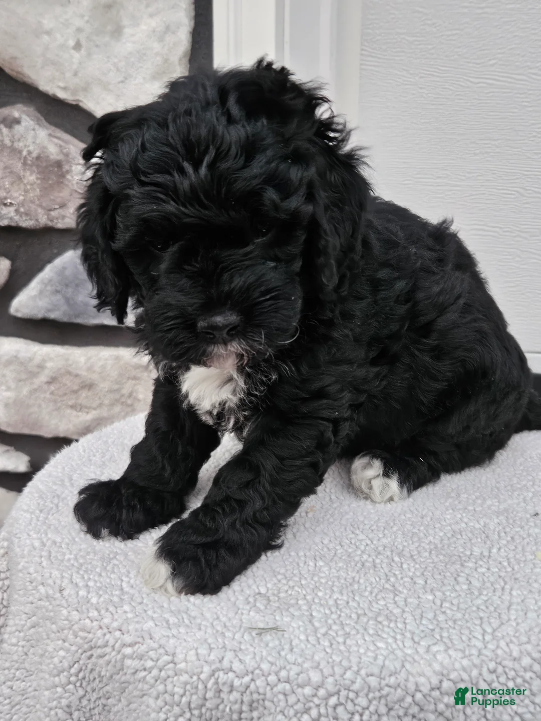 Mini Bernedoodle dogs for sale: Conner - Ad 1