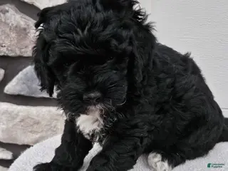 Mini Bernedoodle dogs for sale: Conner - Ad 1