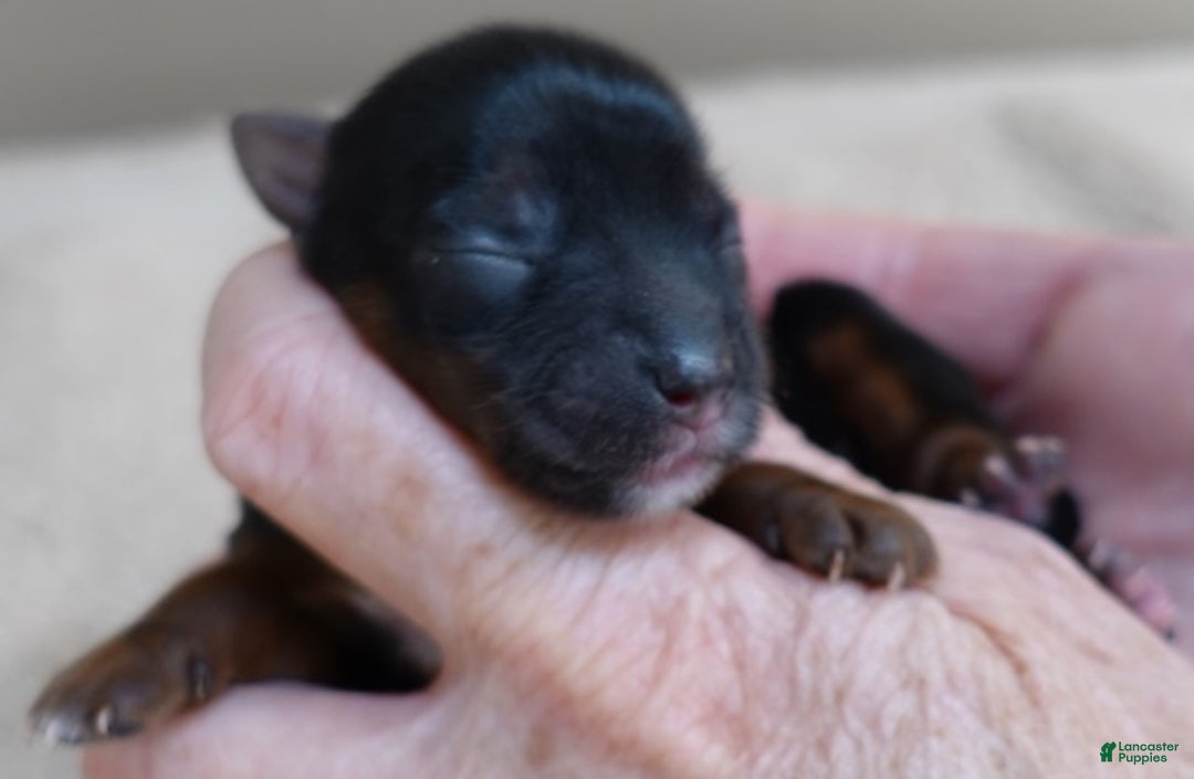 Yorkshire Terrier dogs for sale: Taj  - Ad 6