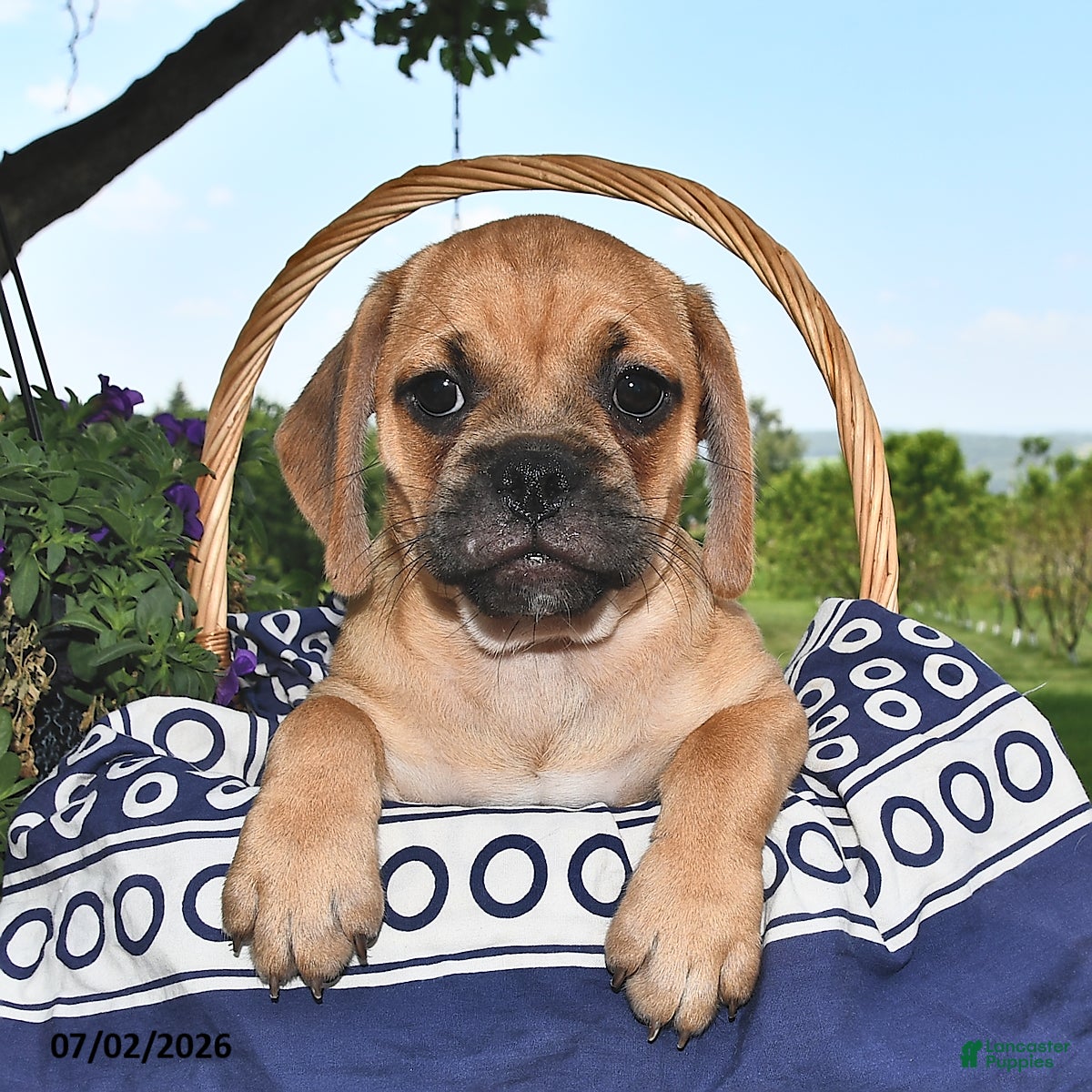 Puggle dogs Savannah - Ad 1
