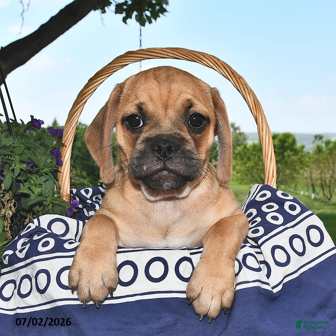 Puggle dogs for sale: Savannah - Ad 1