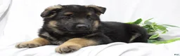 German Shepherd dogs for sale: Ellie  - Ad 9