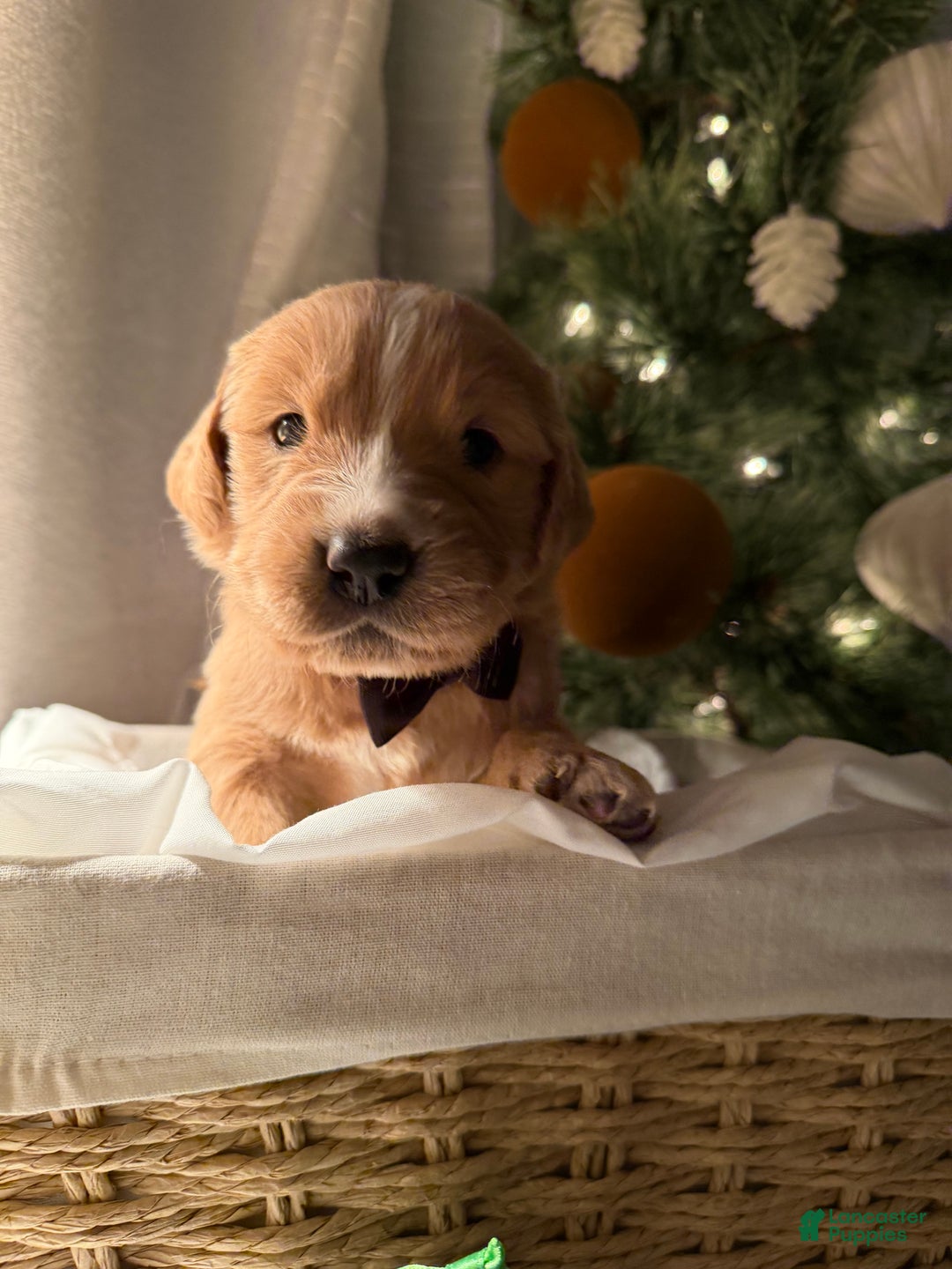 Golden Retriever dogs for sale: Ted - Ad 2