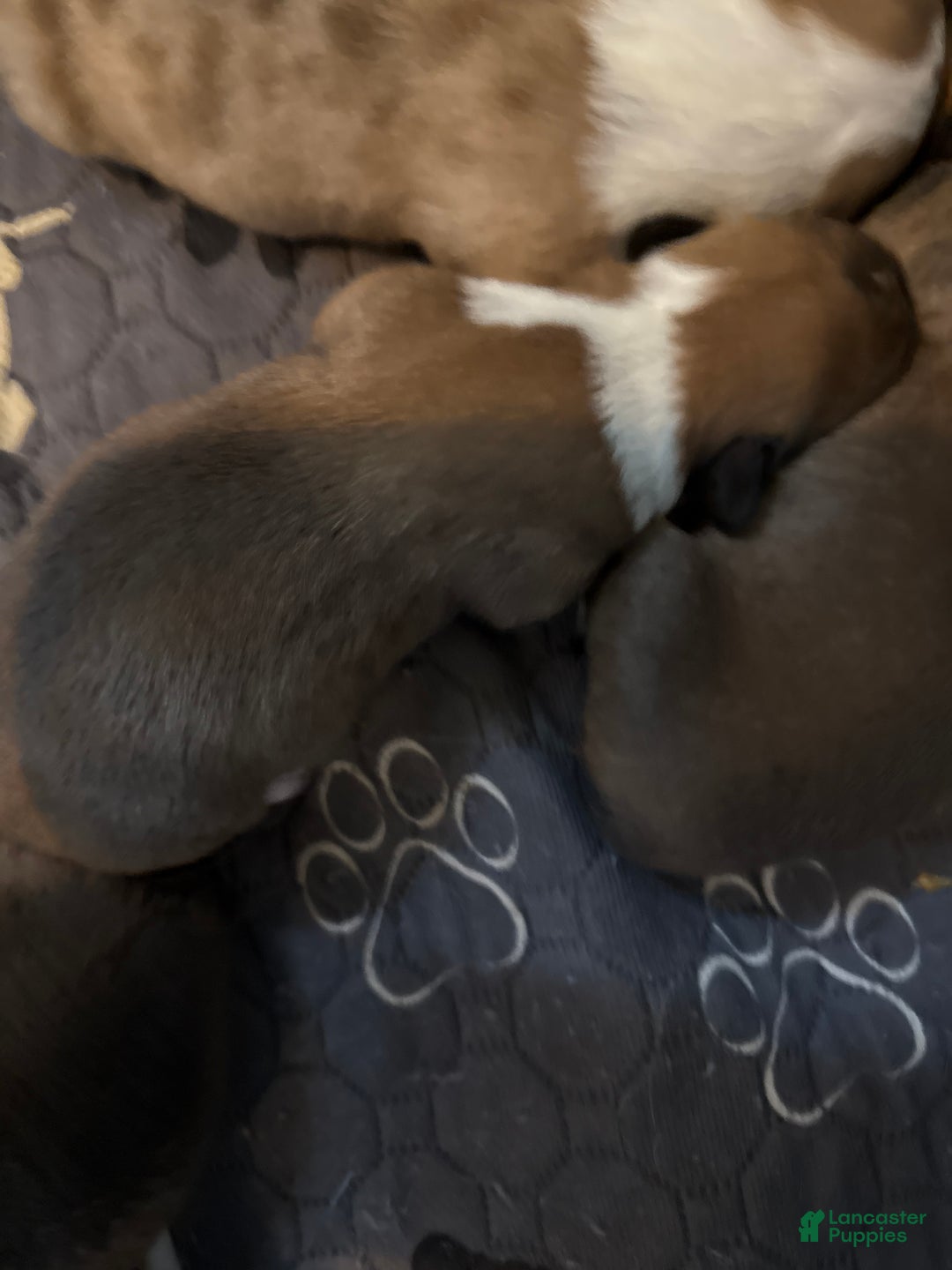 Welsh Corgi Pembroke dogs for sale: Welsh Corgi Pembroke Puppy 6 - Ad 5