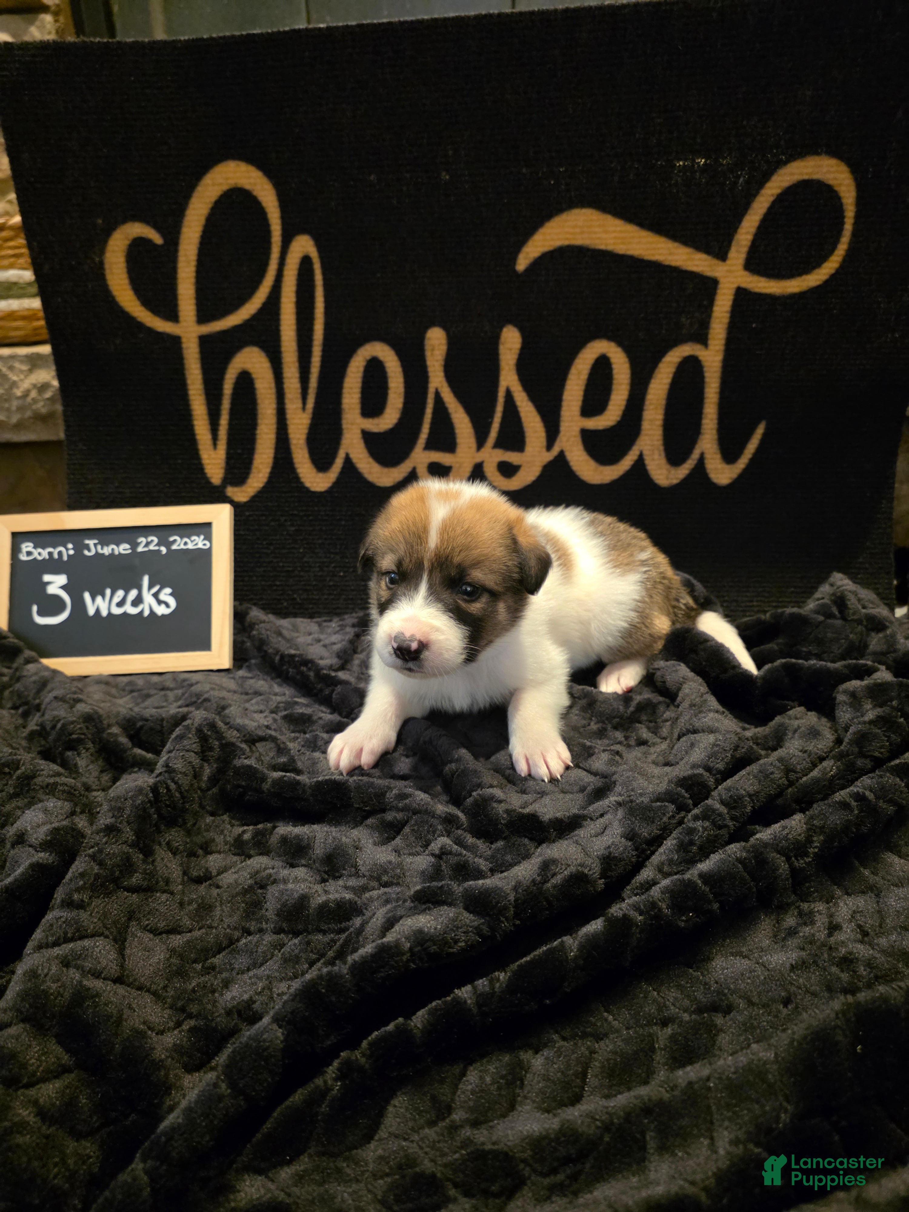 Mixed Breed dogs White Girl - Ad 2