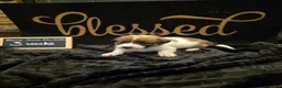 Mixed Breed dogs for sale: White Girl - Ad 2
