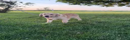 Golden Retriever dogs for sale: TRAINED Ben the Golden Retriever Puppy  - Ad 1