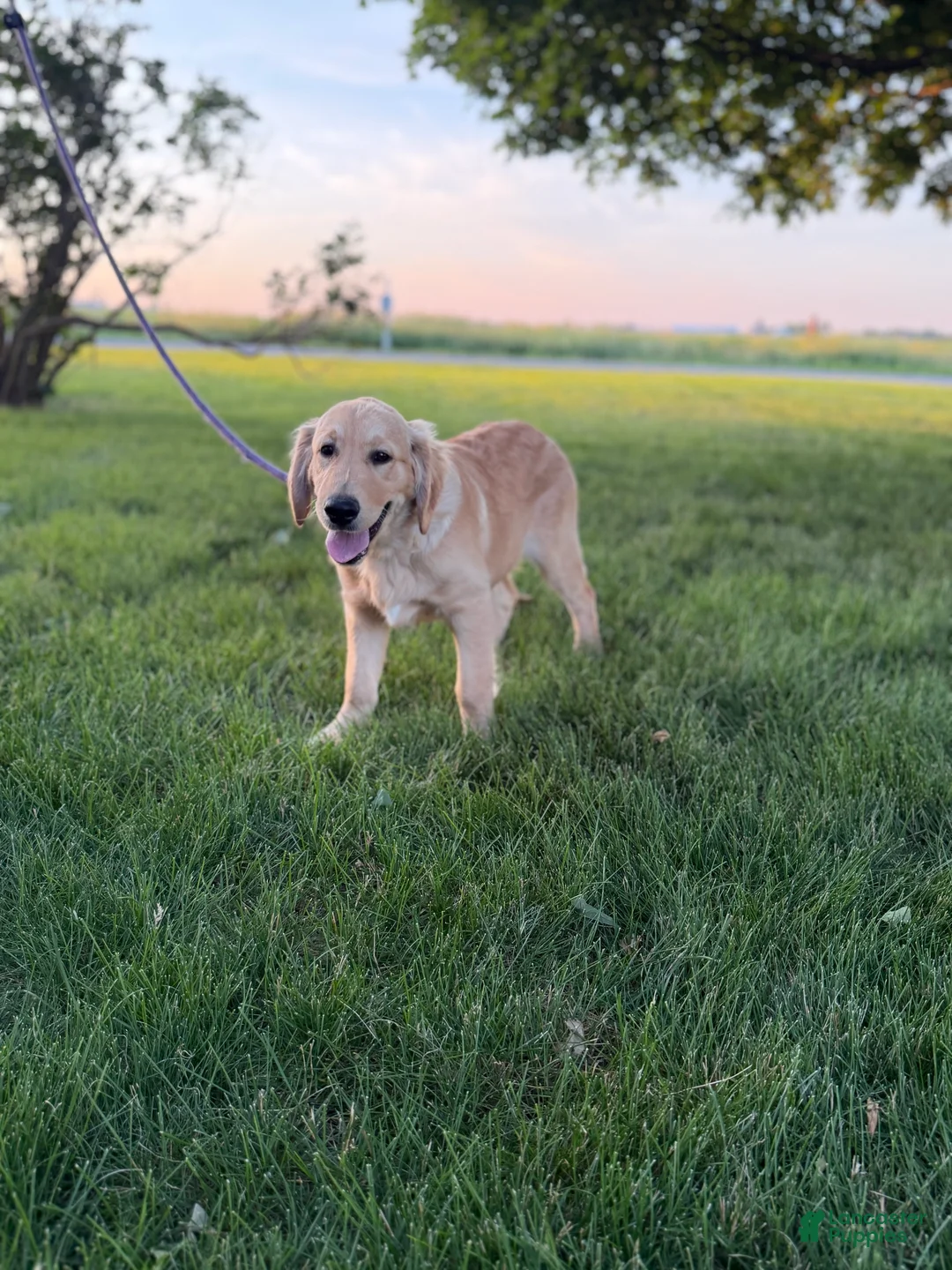 Golden Retriever dogs for sale: TRAINED Ben the Golden Retriever Puppy  - Ad 1