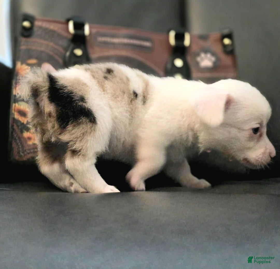 Mixed Breed dogs for sale: Snookie - Ad 2