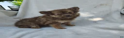 Pomchi dogs for sale: Kisses - Ad 3