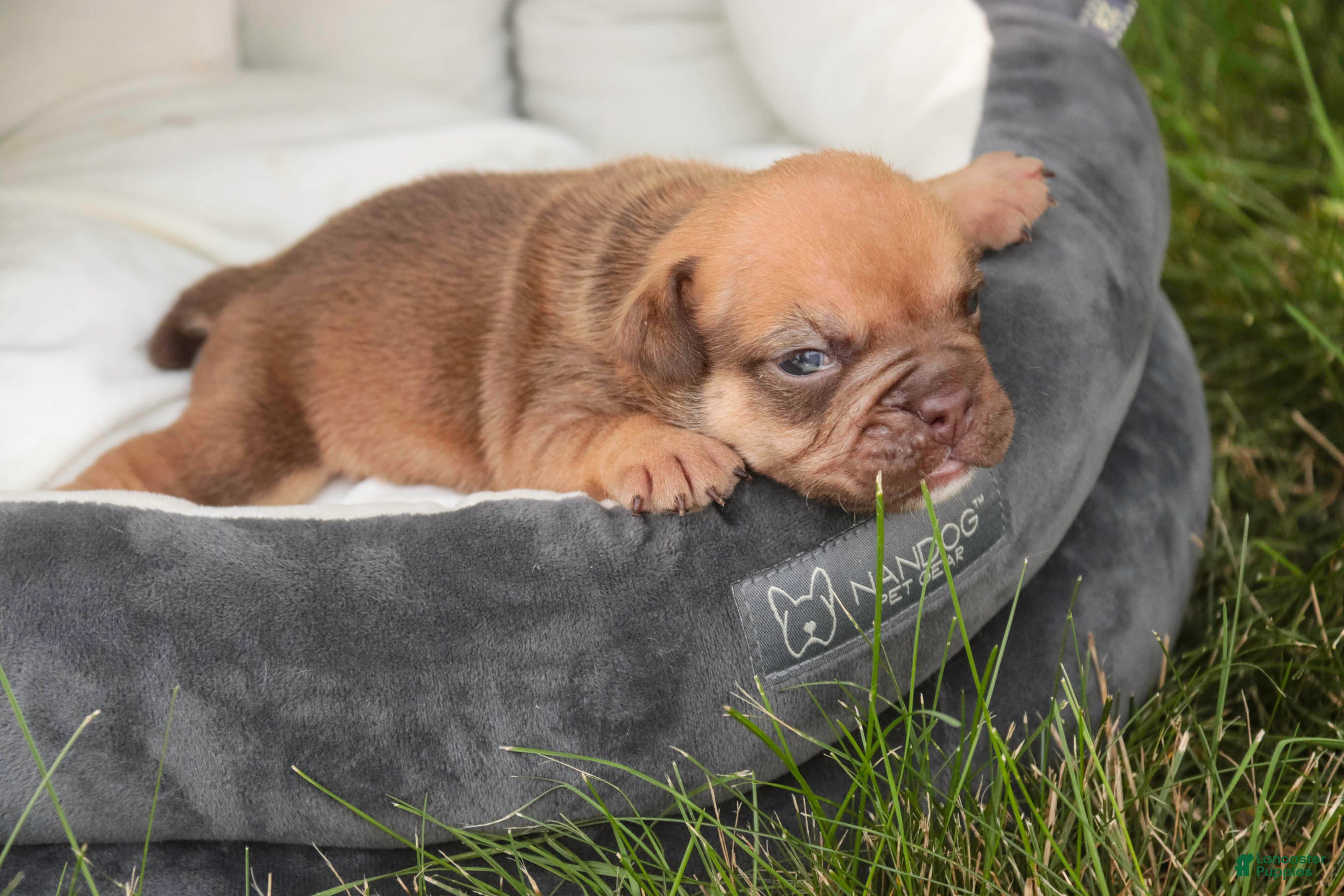 English Bulldog dogs Titus English Bulldog  - Ad 2