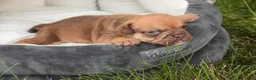 English Bulldog dogs for sale: Titus English Bulldog  - Ad 3