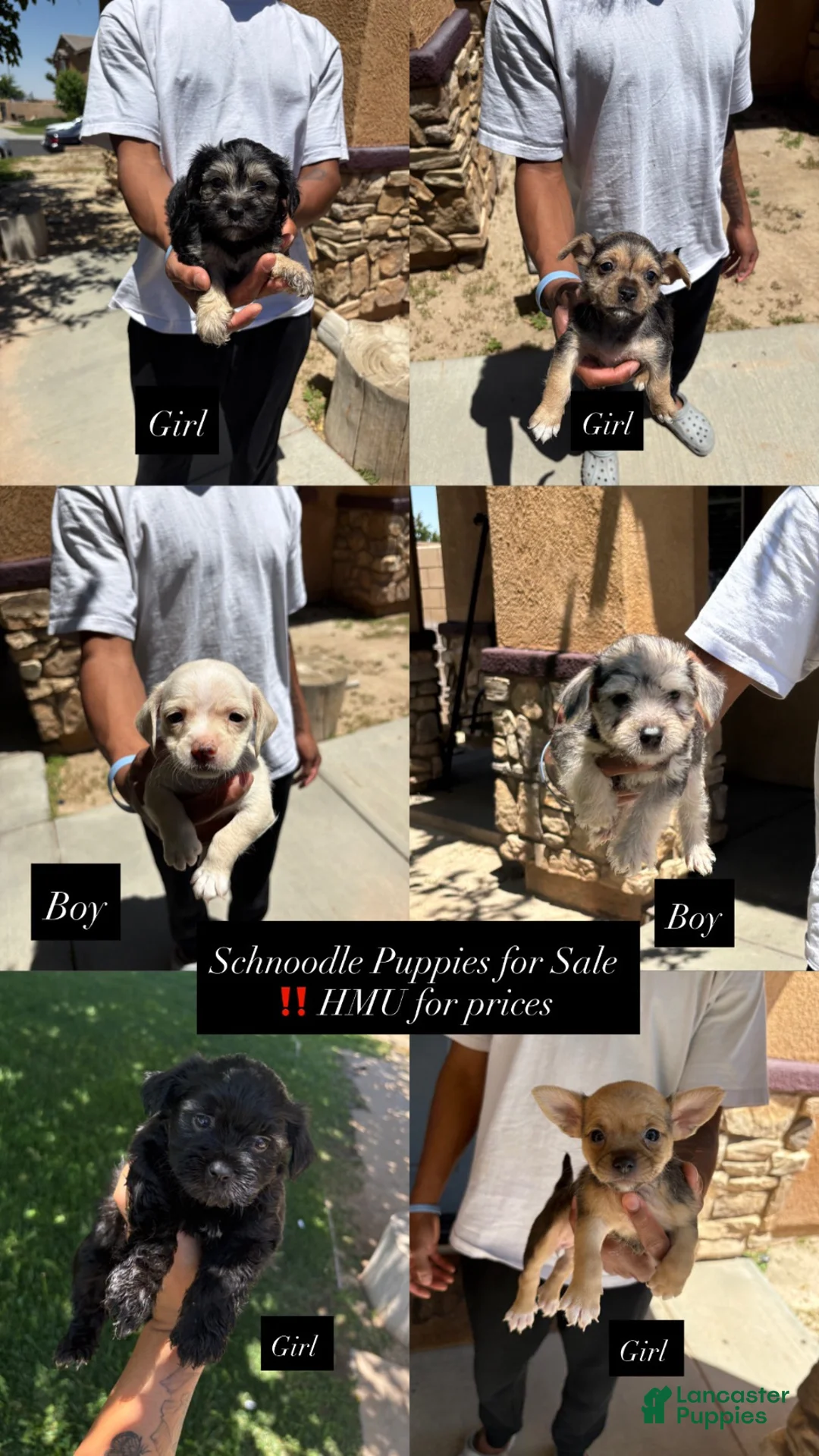 Schnoodle dogs for sale: Schnoodle 1 - Ad 5