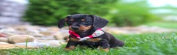 Miniature Dachshund dogs for sale: Amelia - Ad 4