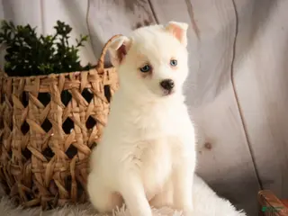 Pomsky dogs for sale: Saxon - Ad 2