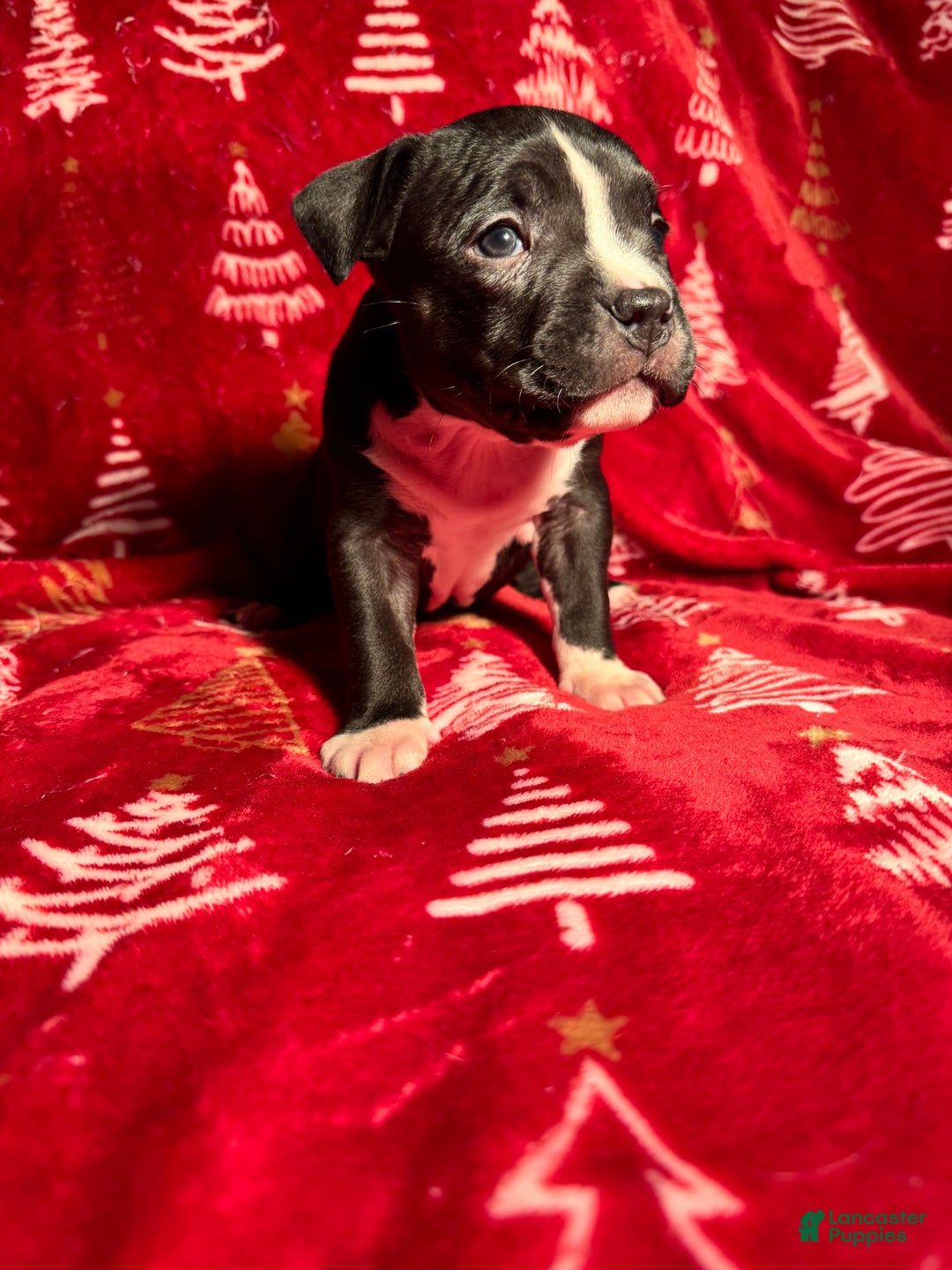 American Bully dogs for sale: American Bully Puppy 5 - Ad 2