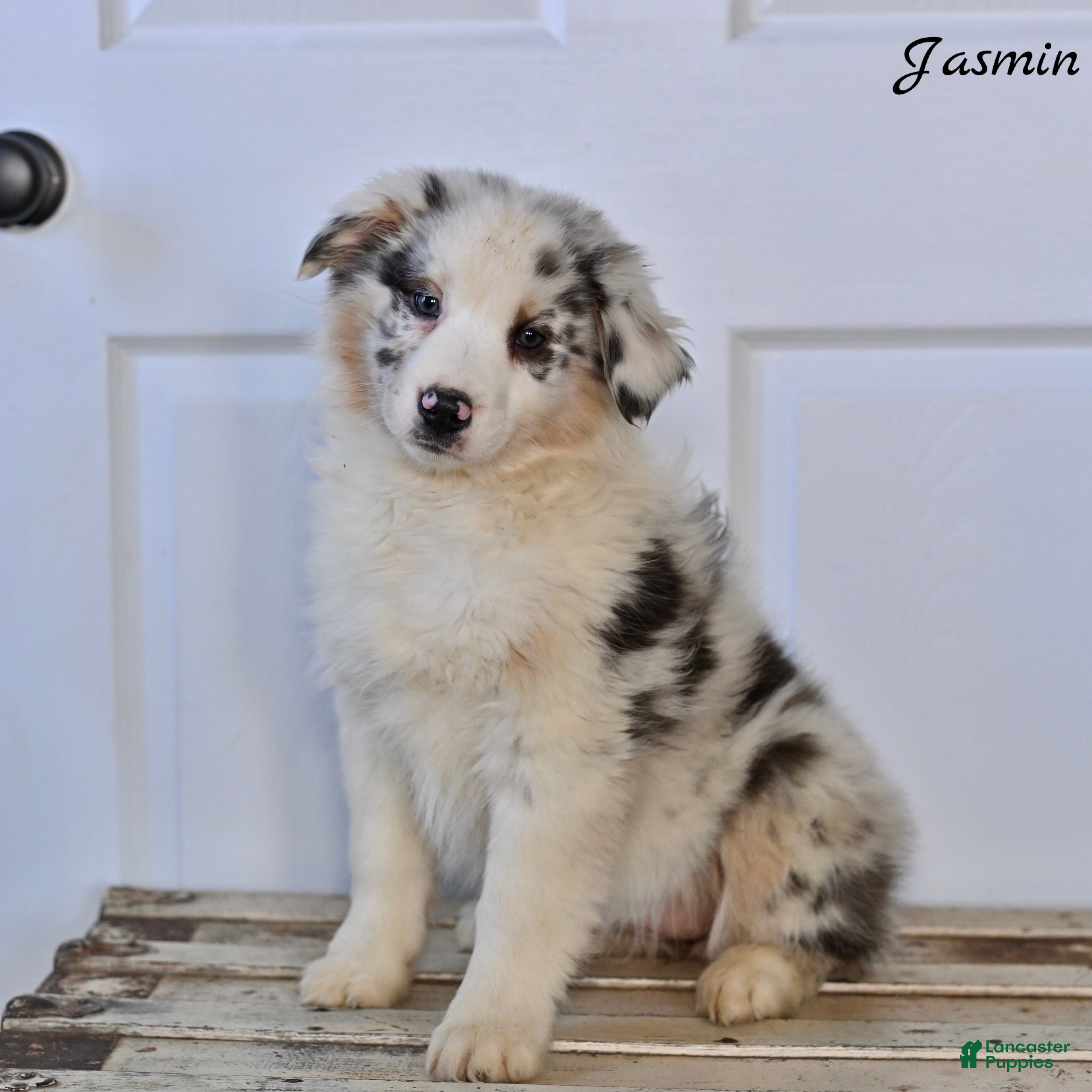 Australian Shepherd dogs Jasmin - Ad 1
