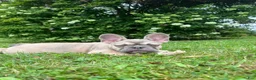 French Bulldog dogs for sale: Paisley  - Ad 4