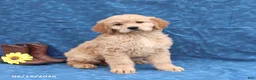 Goldendoodle dogs for sale: Jenny - Ad 5