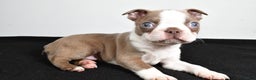 Boston Terrier dogs for sale: Jordan - Ad 8