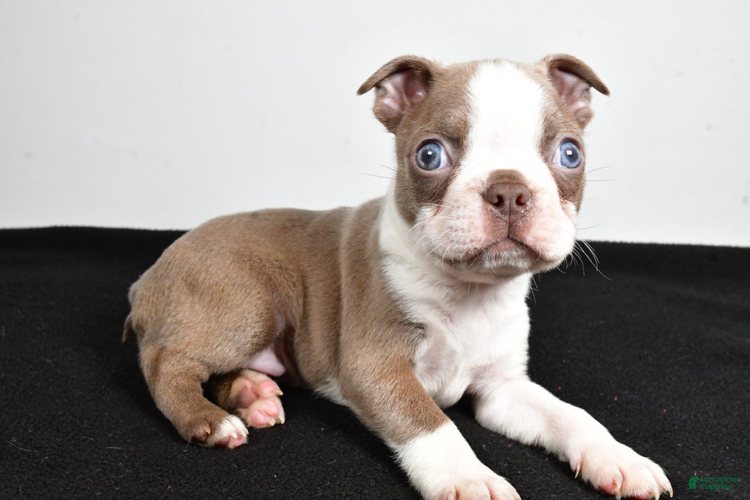 Boston Terrier dogs for sale: Jordan - Ad 8