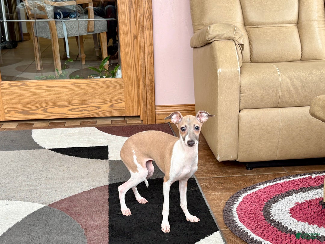 Italian Greyhound dogs for sale: Italian Greyhound Puppy 2 - Ad 7