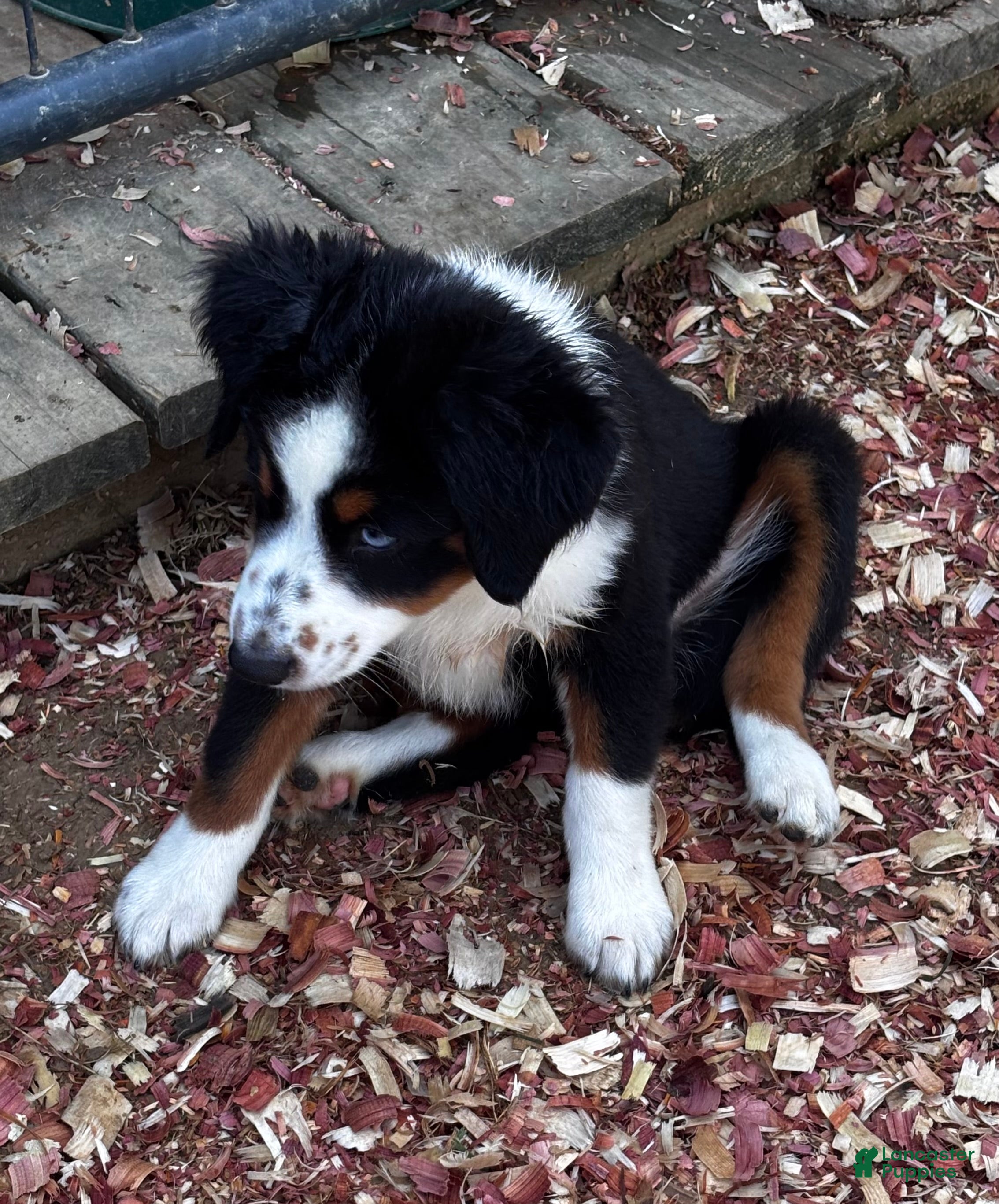 Miniature Australian Shepherd dogs #1 Sadie - Ad 2