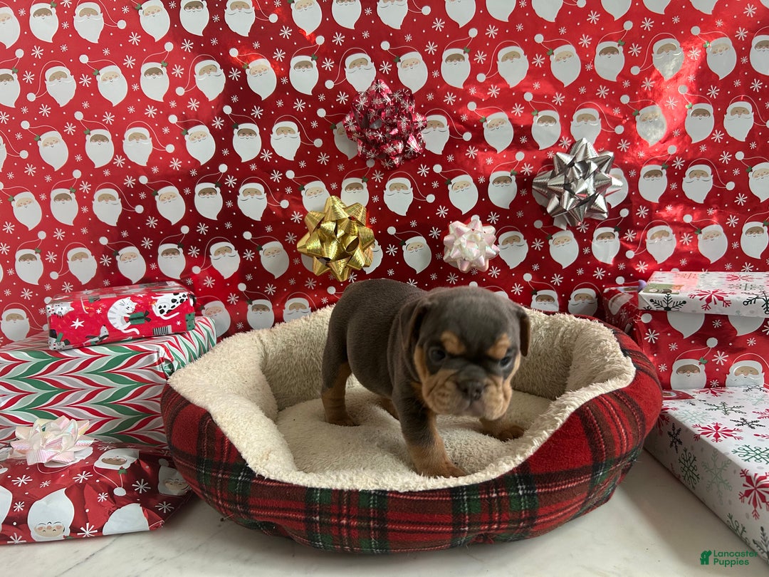 English Bulldog dogs for sale: Lavender - Ad 4