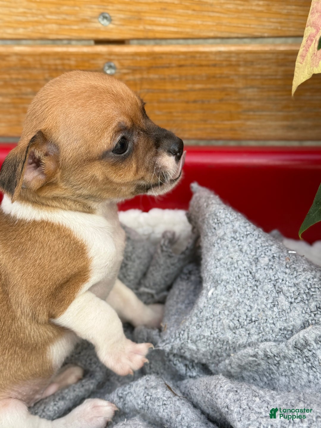 Chihuahua dogs for sale: Cole - Ad 11