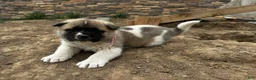 Akita dogs for sale: Rosie – Female - Ad 3