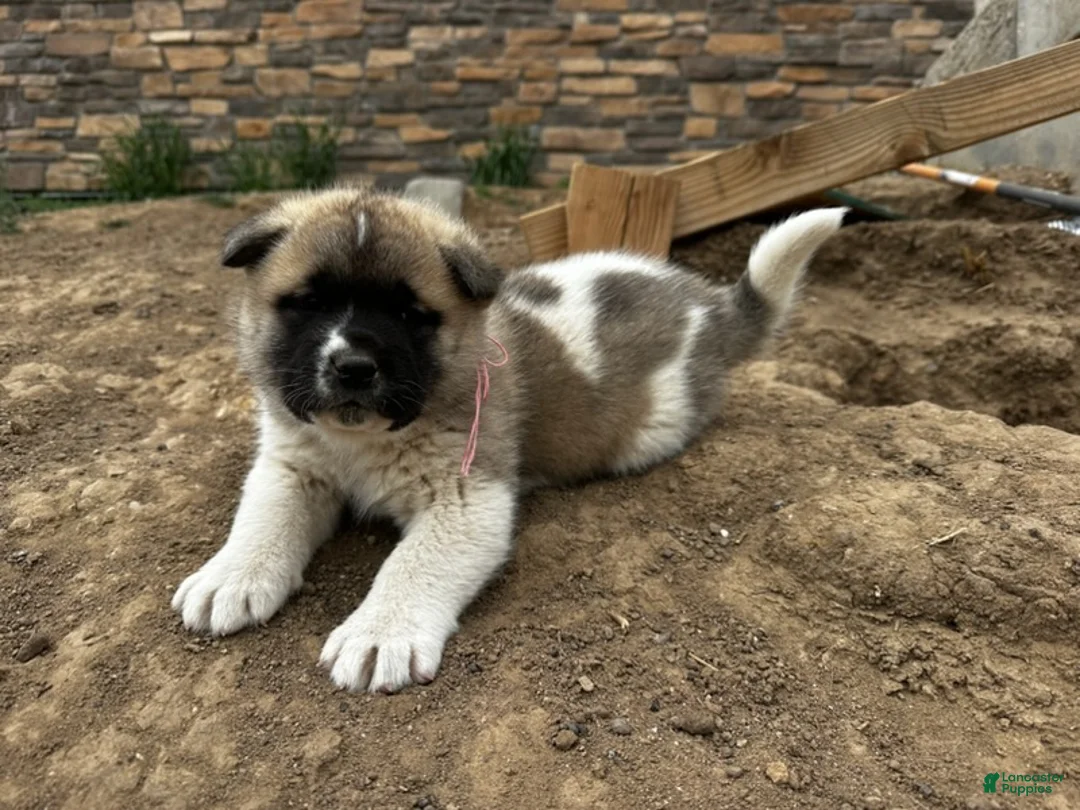 Akita dogs for sale: Rosie – Female - Ad 3