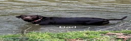 Labrador Retriever dogs for sale: Labrador Retriever 4 - Ad 4