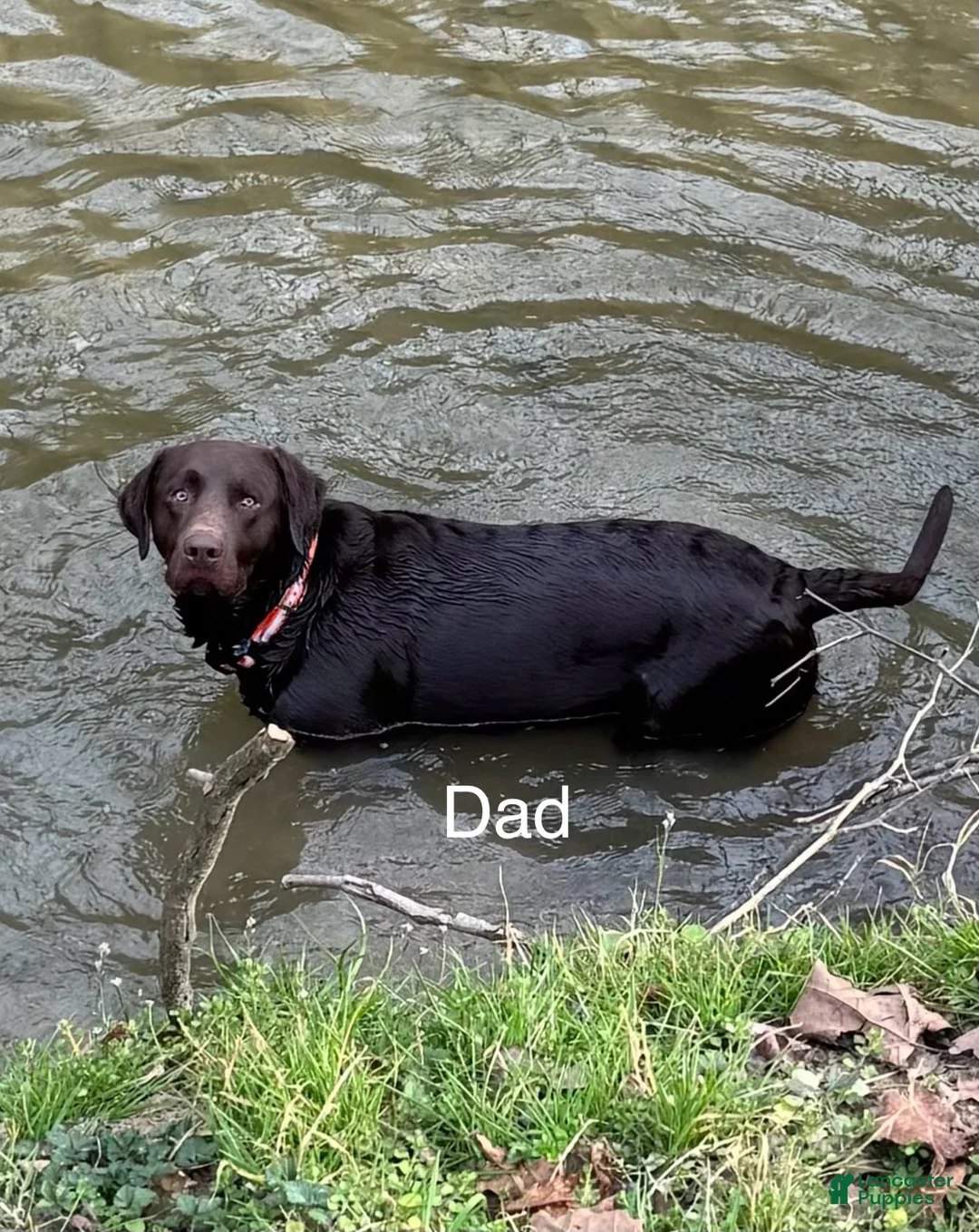 Labrador Retriever dogs for sale: Labrador Retriever 4 - Ad 4