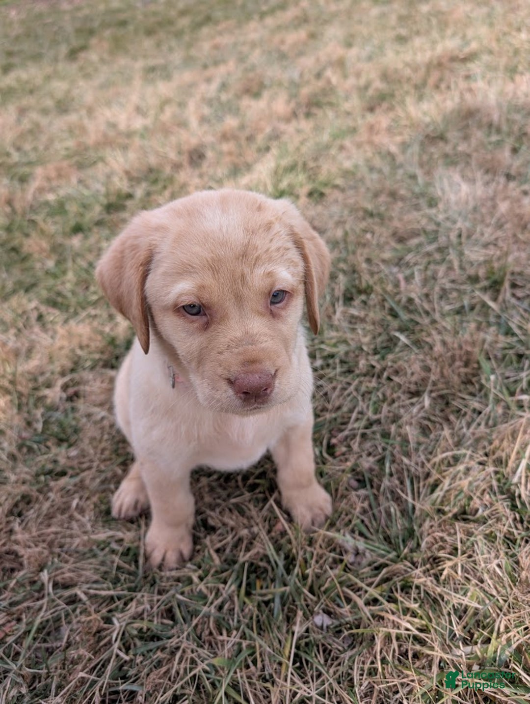 Labrador Retriever dogs for sale: Wren - Ad 2