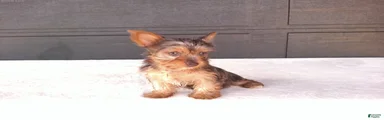 Chloe