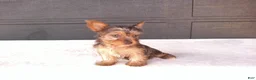 Yorkshire Terrier dogs for sale: Chloe - Ad 1