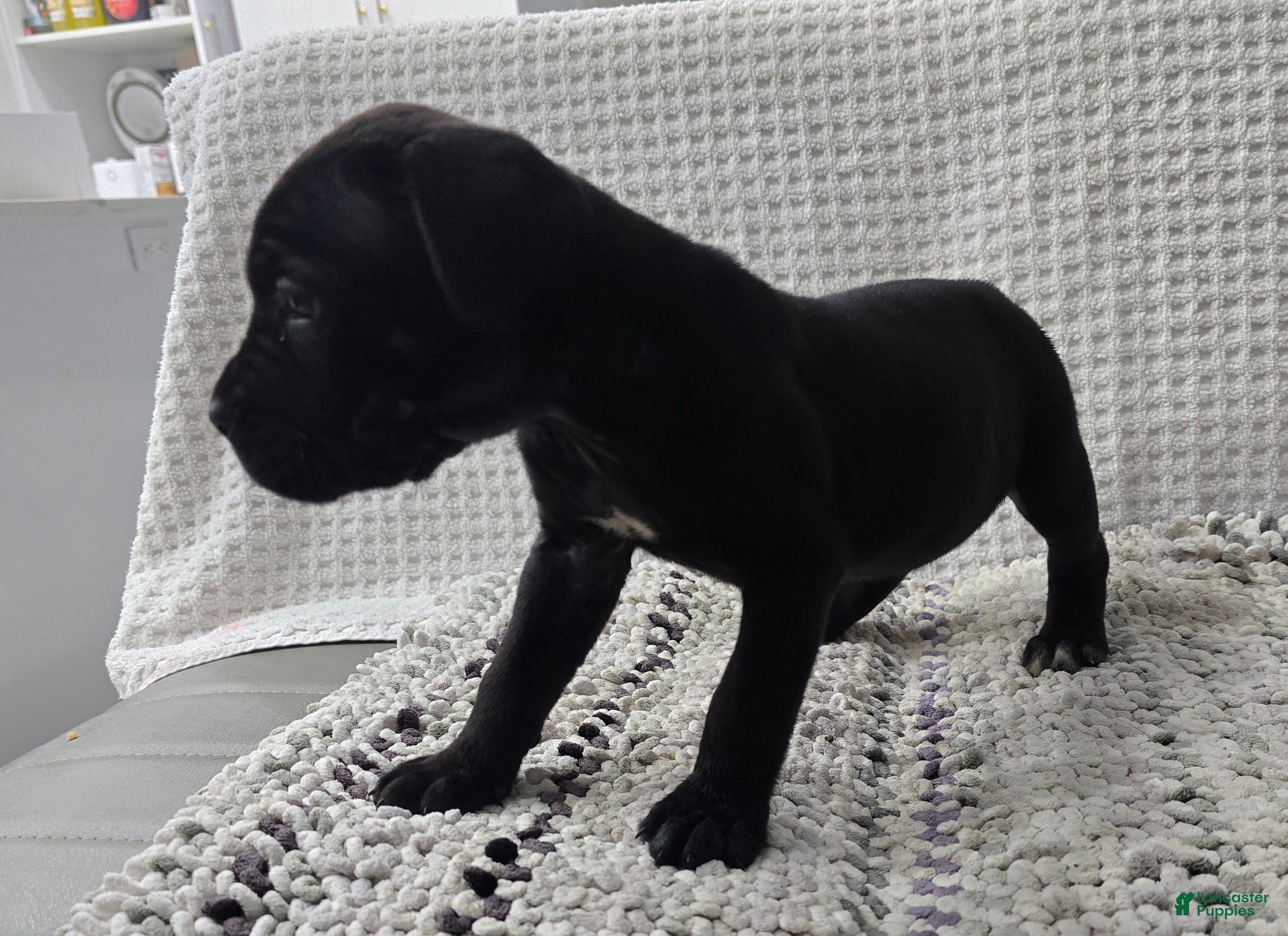 Cane Corso dogs Rogue - Ad 2