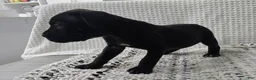 Cane Corso dogs for sale: Rogue - Ad 2