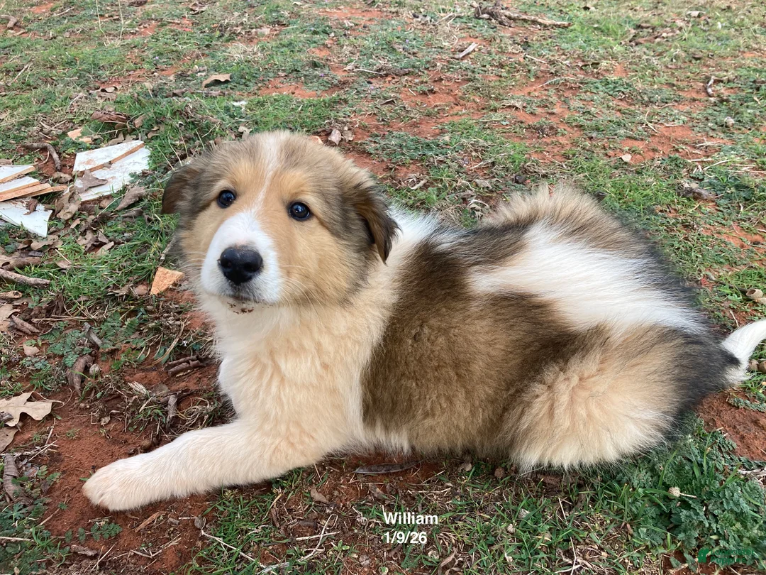 Collie dogs for sale: Grant's William Wallace - Ad 1