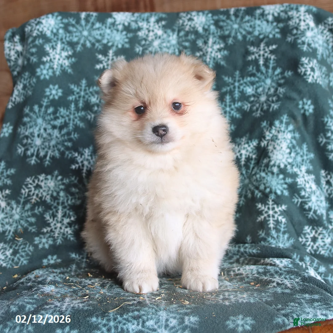 Pomsky dogs for sale: Lucas - Ad 1