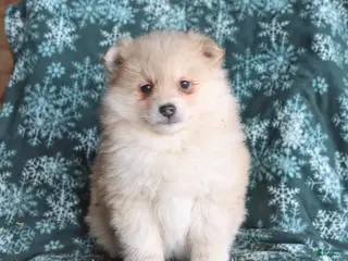 Pomsky dogs Lucas - Ad 26