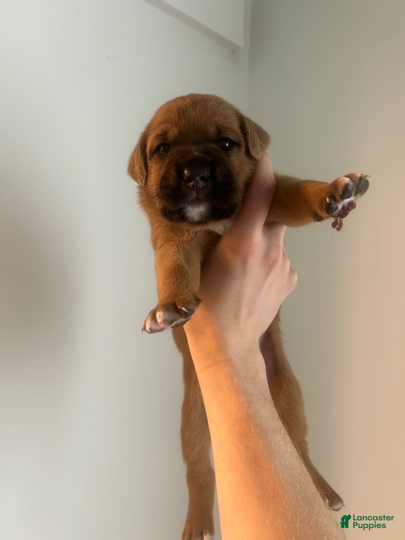 Mixed Breed dogs Mixed Breed Puppy 5 - Ad 19