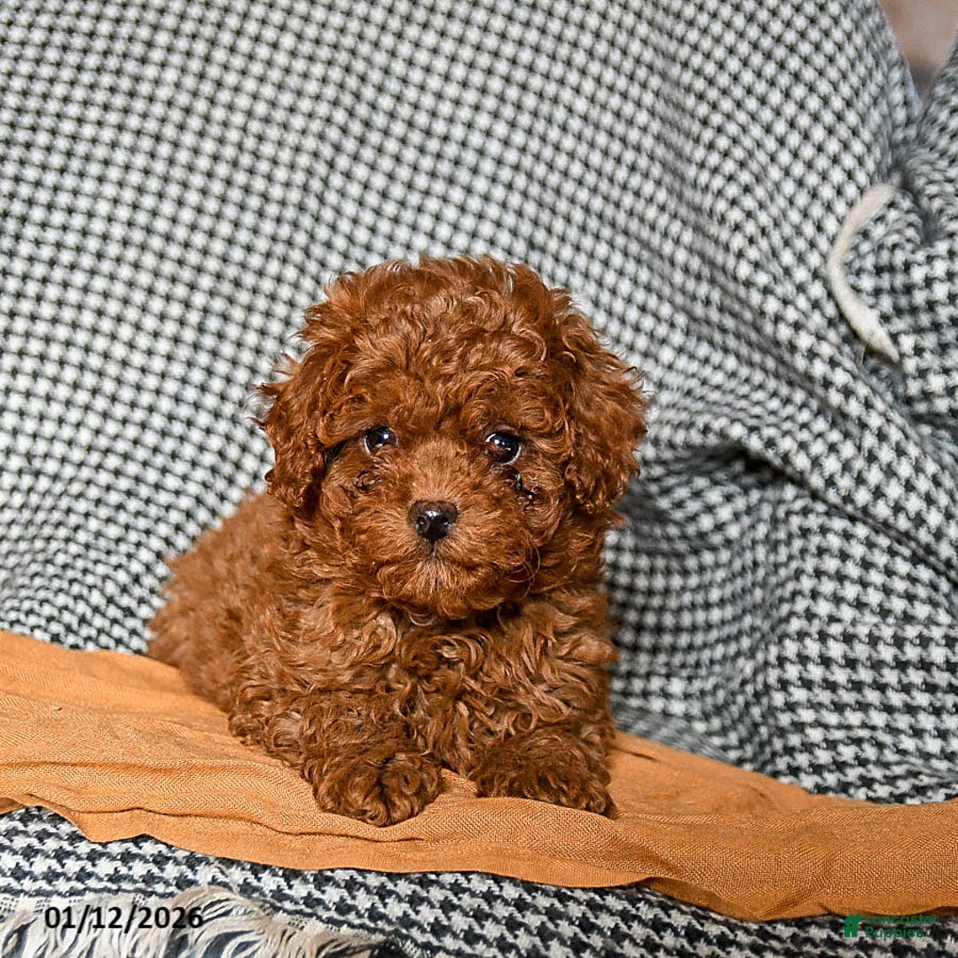 Cavapoo dogs for sale: Cash - Ad 4